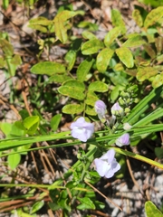 Scutellaria arenicola