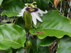 Holhymenia histrio