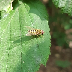 Syrphus