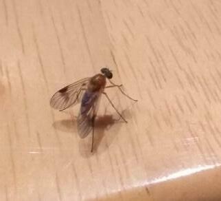 Tree Snipefly