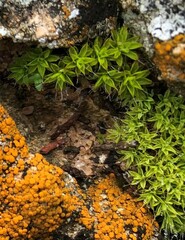 Syntrichia antarctica