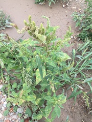 Amaranthus retroflexus