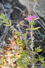 Delosperma versicolor