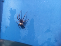 Steatoda nobilis