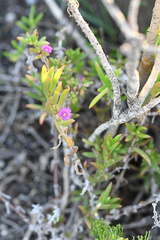 Delosperma versicolor
