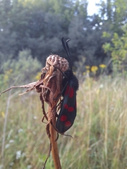 Zygaena filipendulae