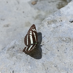 Neptis mahendra