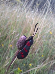 Zygaena filipendulae