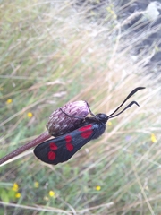 Zygaena filipendulae