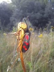 Zygaena filipendulae