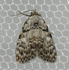 Meganola strigula