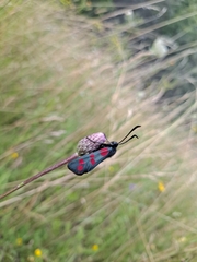 Zygaena filipendulae