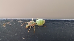 Oecophylla smaragdina