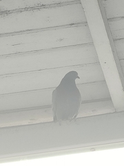 Columba livia domestica