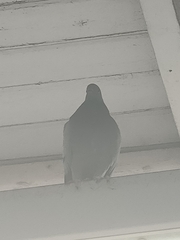 Columba livia domestica