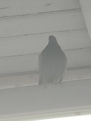 Columba livia domestica