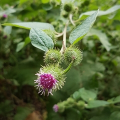Arctium