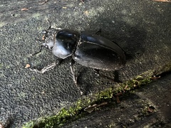 Dorcus rubrofemoratus yamadai