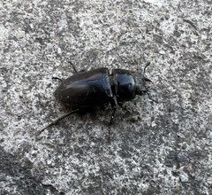Dorcus rubrofemoratus yamadai