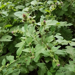 Arctium