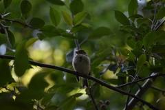 Passer domesticus