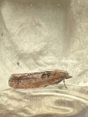 Epinotia brunnichana