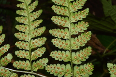 Dryopteris melanocarpa