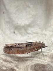 Epinotia brunnichana