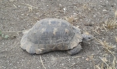Testudo marginata