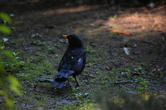 Turdus merula