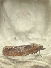 Epinotia brunnichana