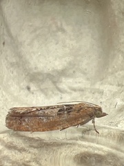 Epinotia brunnichana