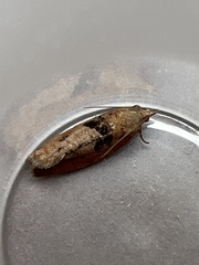 Epinotia brunnichana