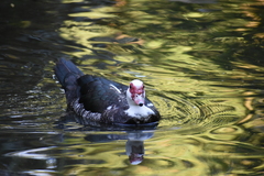 Cairina moschata domestica