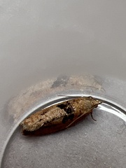 Epinotia brunnichana