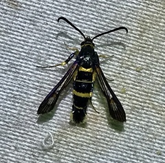 Synanthedon decipiens