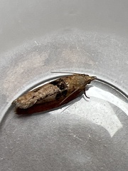 Epinotia brunnichana