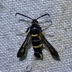 Synanthedon decipiens