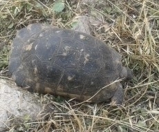 Testudo marginata