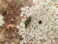 Chlorophorus varius