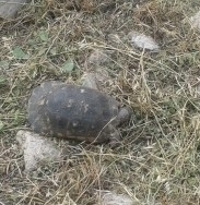Testudo marginata