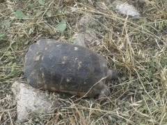 Testudo marginata