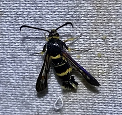 Synanthedon decipiens