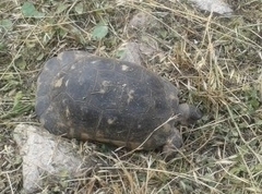 Testudo marginata