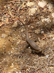 Chalcides ocellatus