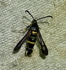 Synanthedon decipiens