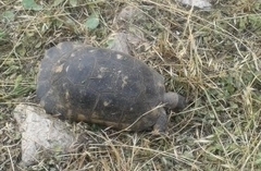 Testudo marginata