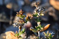 Delosperma litorale