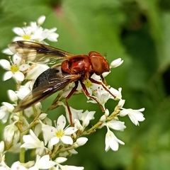 Volucella linearis
