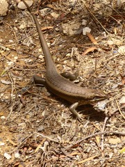 Chalcides ocellatus